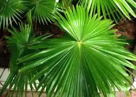植物浇水|蒲葵浇水时间 浇水的正确方法和注意事项