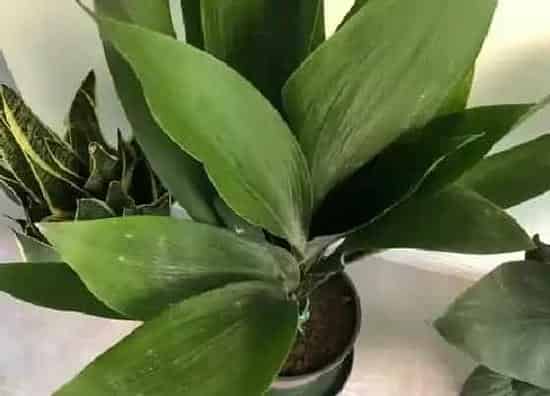 植物百科|净化空气的花卉有哪些