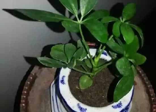 植物移栽|鸭脚木什么时候换盆好