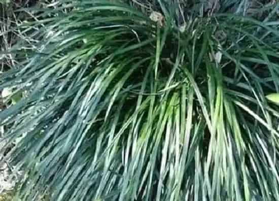 植物百科|沿阶草和麦冬草的图解区别(沿阶草和麦冬草是一样的吗)