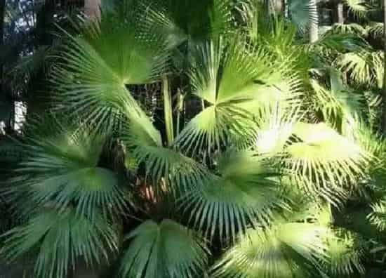 植物浇水|蒲葵浇水时间 浇水的正确方法和注意事项