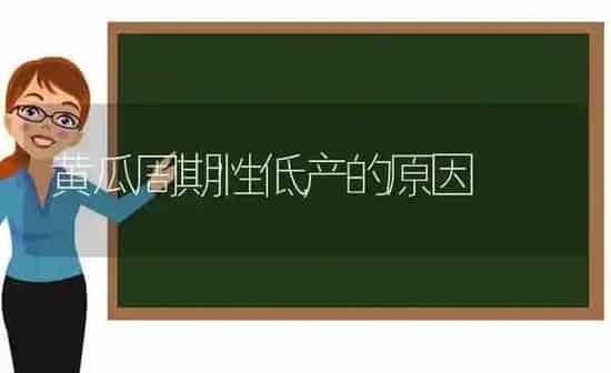 黄瓜周期性低产的原因 | 蔬菜种植