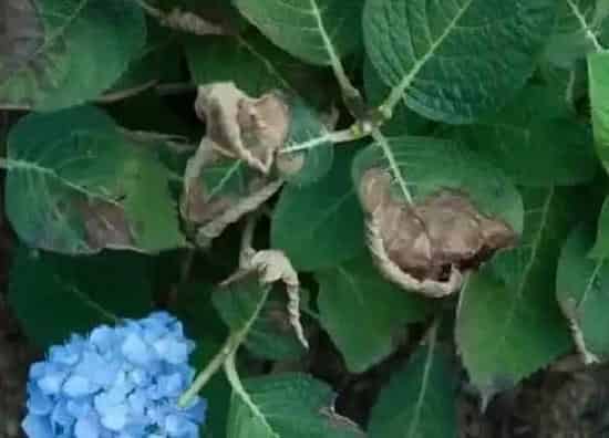植物虫害|绣球花病虫害防治技术与方法措施