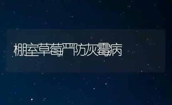棚室草莓严防灰霉病 | 瓜果种植