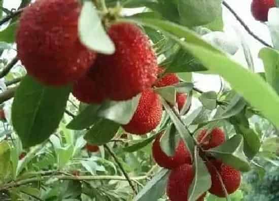 冬天植物|杨梅树冬天会冻死吗