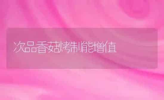 次品香菇烤制能增值 | 食用菌种植