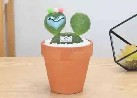 植物百科|仙人球对人身体有害吗