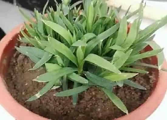 植物浇水|康乃馨浇水的正确方法