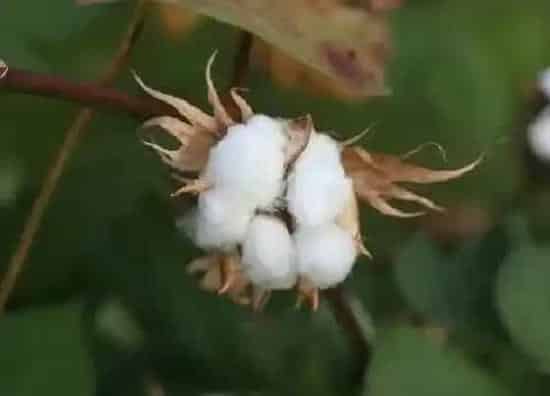 植物产地|印度盛产什么农作物
