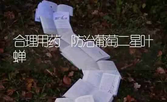 合理用药 防治葡萄二星叶蝉 | 瓜果种植