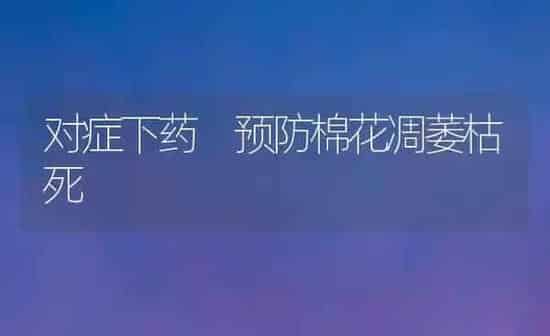对症下药 预防棉花凋萎枯死 | 粮油作物种植