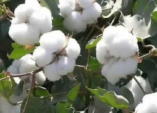 果实成熟|新疆的棉花什么时候采摘