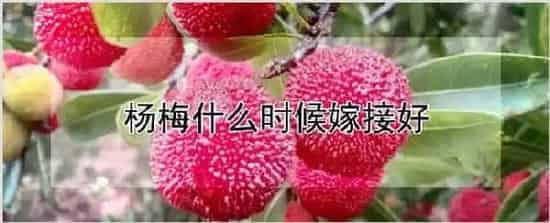 杨梅什么时候嫁接好 | 农业技术