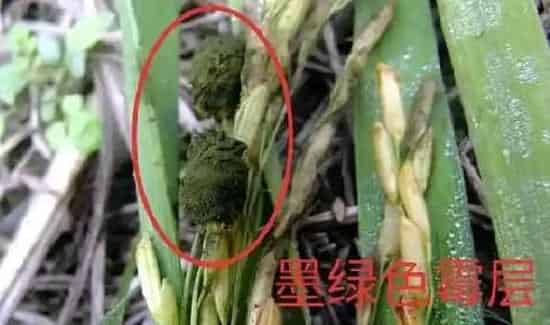 植物病害|水稻稻曲病发病症状及防治方法（稻曲病怎么让它不蔓延）