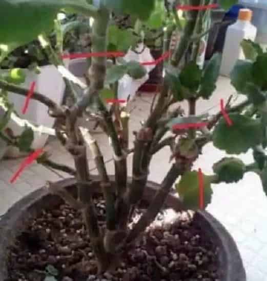 养殖方法|长寿花老桩可以剪秃吗（长寿花剪了留下老桩还能发芽吗）