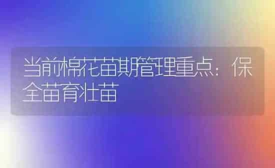 当前棉花苗期管理重点：保全苗育壮苗 | 粮油作物种植