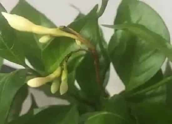种植管理|狗牙根草种子几月份种植合适
