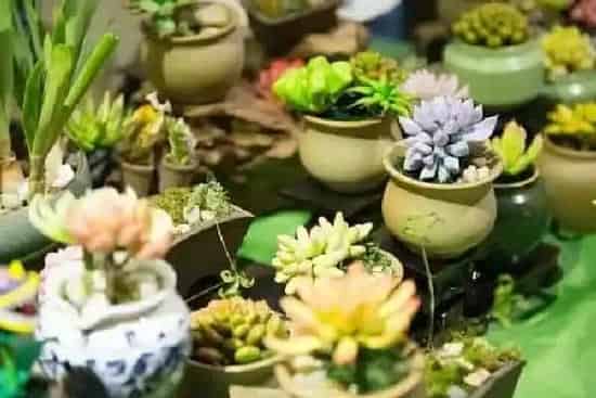植物换土|多肉怎么换土 换土换盆时间和方法