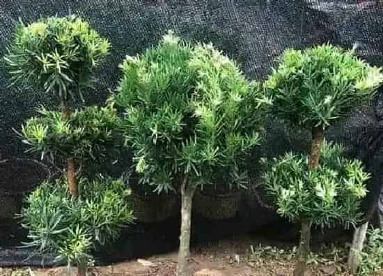 种植位置|罗汉松可以种在家门口吗