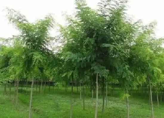 植物移栽|槐树什么时候移栽最好（槐树移栽时间和方法）