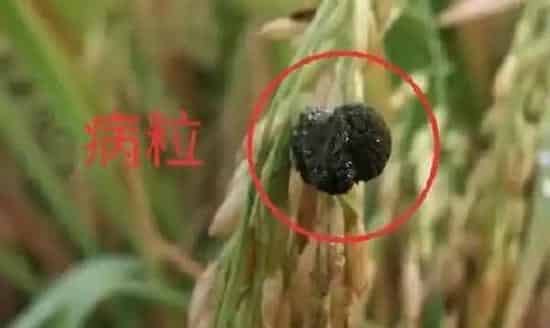 植物病害|水稻稻曲病发病症状及防治方法（稻曲病怎么让它不蔓延）