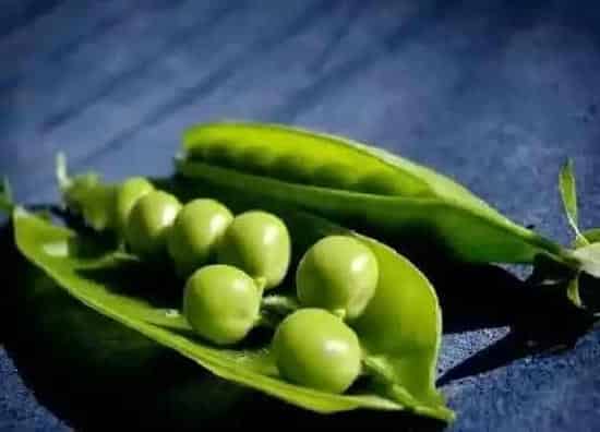 植物播种|青豆什么时候播种