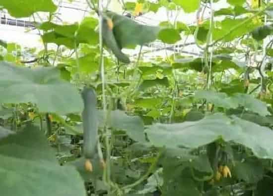 种植方法|丝瓜露天种植时间和方法 栽培技术要点