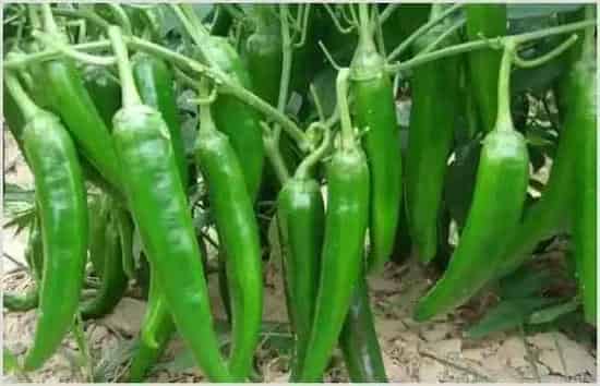 辣椒疮痂病的症状发病原因及防治方法 | 种植技术