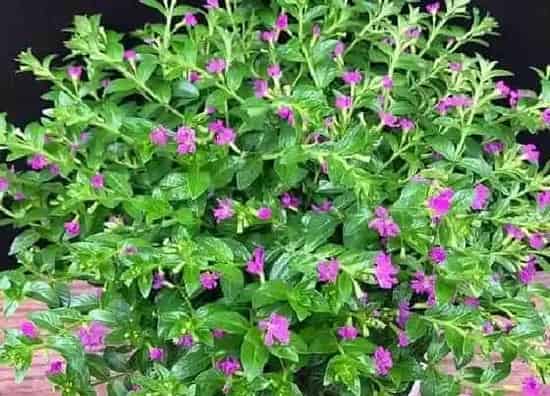 种植方法|满天星怎么种 种植时间与方法步骤