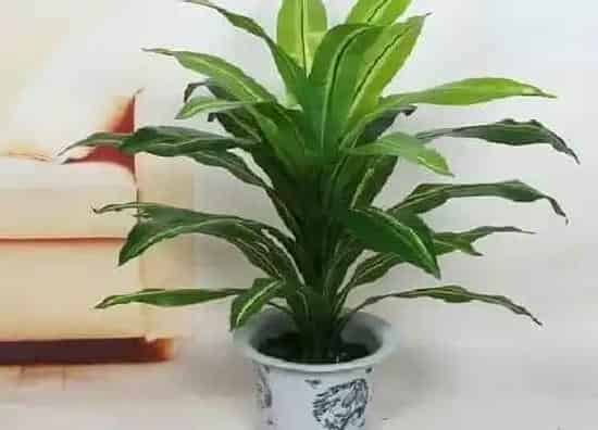 植物百科|巴西铁开花吗 开花什么样子