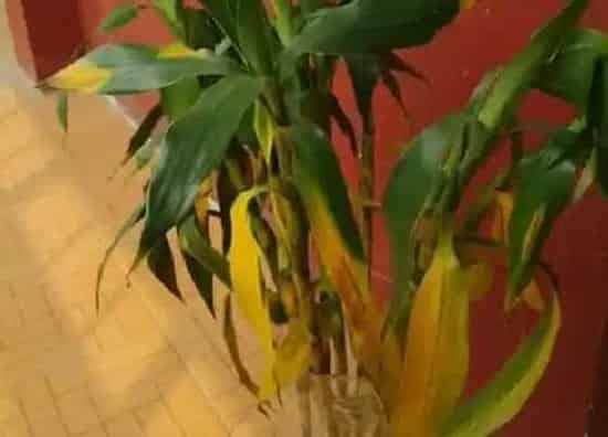叶子发黄|水培富贵竹叶子发黄怎么办