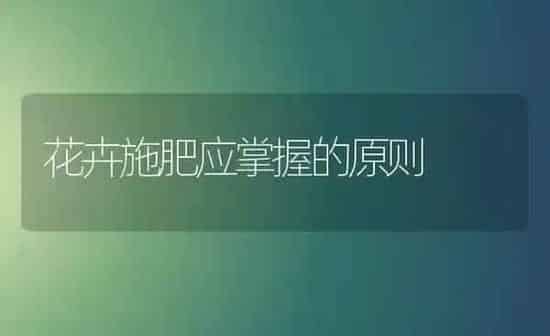 花卉施肥应掌握的原则 | 种植肥料施肥