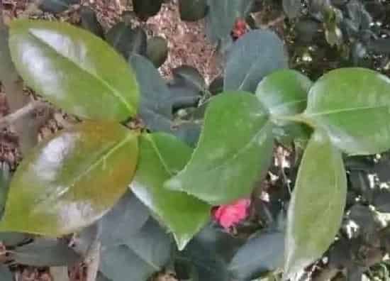卷叶|茶花叶子卷曲原因与处理方法
