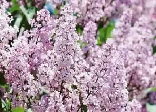 叶子发黄|丁香花黄叶是怎么回事 叶子发黄处理方法与要点