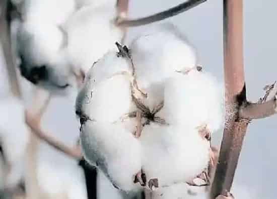 果实成熟|新疆的棉花什么时候采摘
