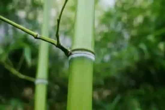 风水百科|院子里种竹子有什么说法吗（竹子适合种在院子的什么位置）