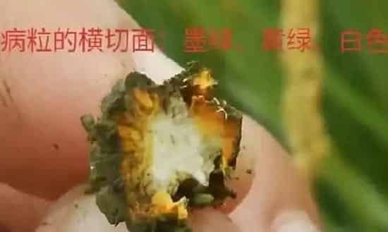 植物病害|水稻稻曲病发病症状及防治方法（稻曲病怎么让它不蔓延）