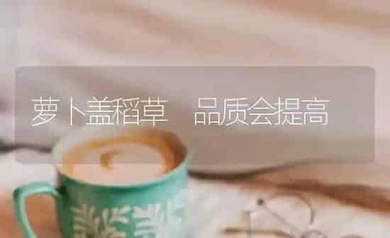 萝卜盖稻草 品质会提高 | 蔬菜种植