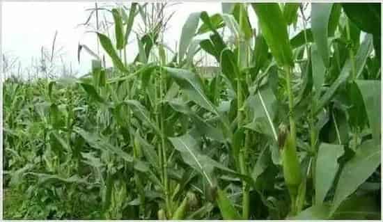 夏玉米倒伏的原因及防治措施 | 种植技术