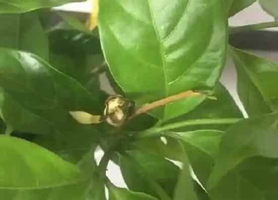 种植管理|狗牙根草种子几月份种植合适