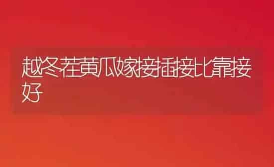 越冬茬黄瓜嫁接插接比靠接好 | 蔬菜种植