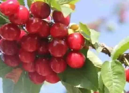 植物繁殖|樱桃怎么繁殖方法和注意事项