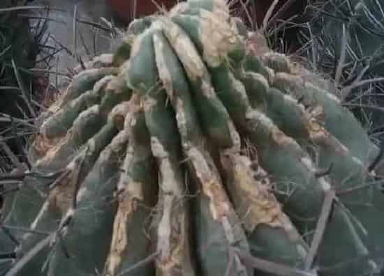 植物虫害|多肉病虫害防治技术与方法