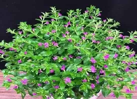 种植方法|满天星怎么种 种植时间与方法步骤