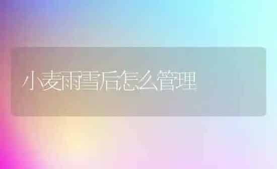小麦雨雪后怎么管理 | 粮油作物种植