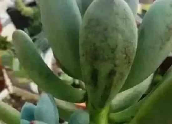 植物虫害|多肉病虫害防治技术与方法