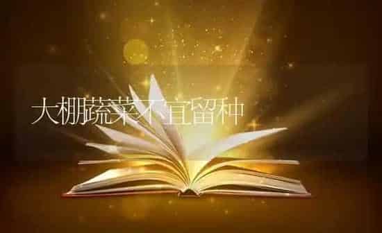 大棚蔬菜不宜留种 | 蔬菜种植
