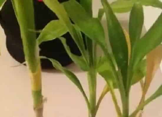 叶子发黄|水培富贵竹叶子发黄怎么办