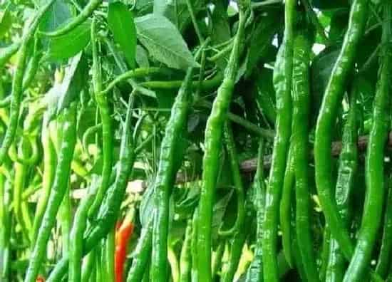 植物百科|辣椒属于什么植物类型