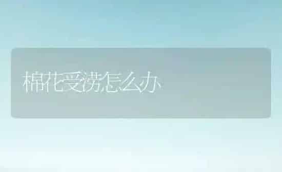 棉花受涝怎么办 | 粮油作物种植